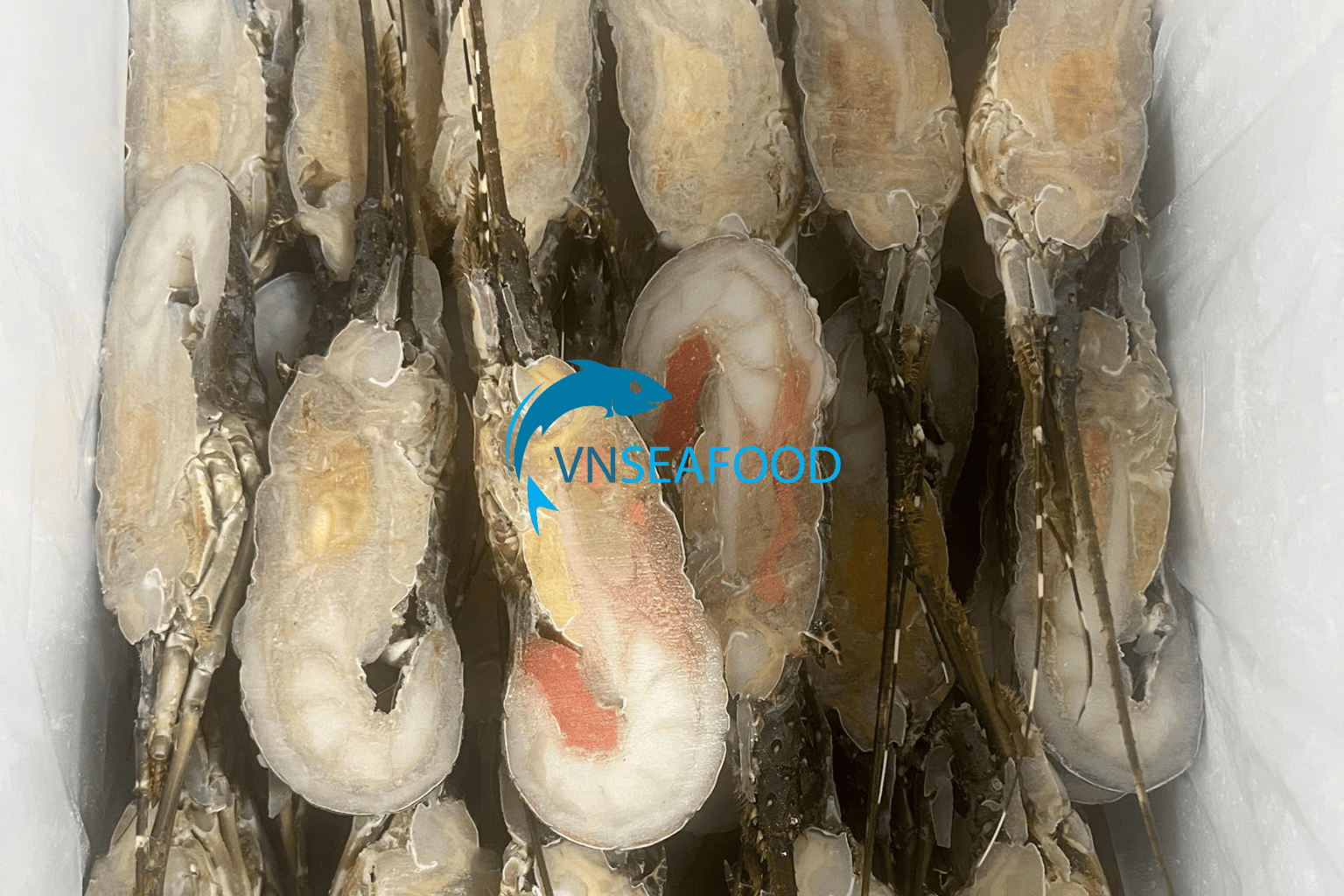 Premium Vietnamese lobster supplied by VN Seafood for global seafood markets
