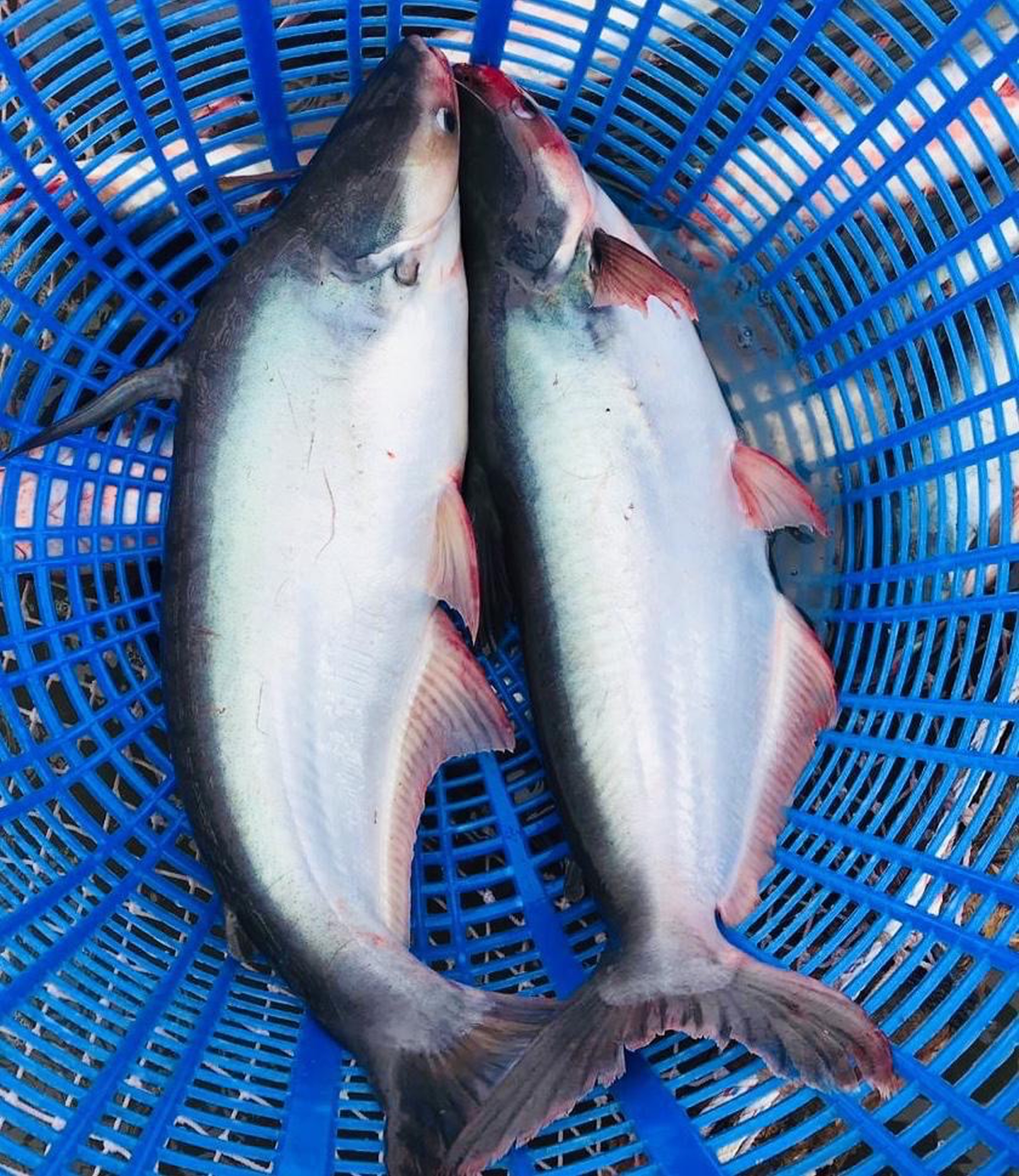 Pangasius Whole Round