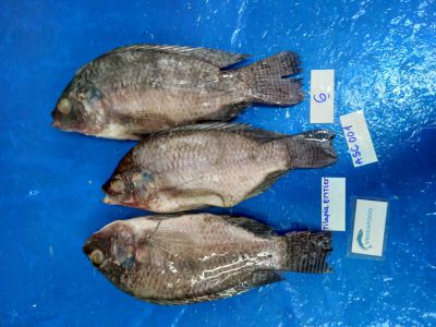 Black tilapia