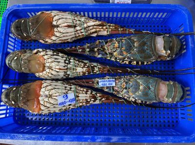 Spiny Lobster