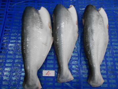 Pangasius HGT