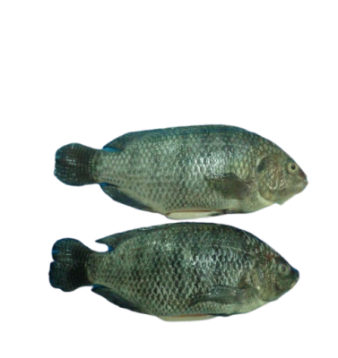 Black Tilapia 