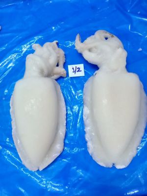Cuttlefish 