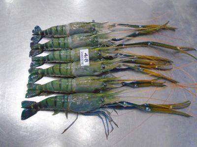 Scampi-3