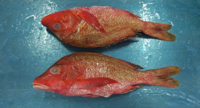 Red Snapper 1