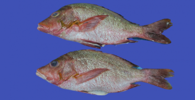 Red_Snapper