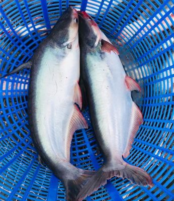 Pangasius whole round