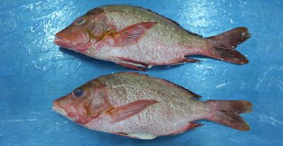 Red Snapper