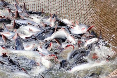 PANGASIUS EXPORTS TO ENGLAND CONTINUES TO INCREASE