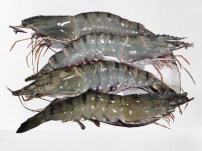 VIET NAM SEAFOOD BRING ORGANIC AND AQUACULTURE SHRIMP TO DOMESTIC AND EXPORT MARKET.