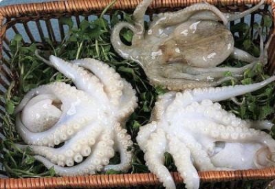SOUTH KOREA IS THE GROWTH DRIVER OF VIETNAM&#039;S SQUID  AND OCTOPUS EXPORTS IN THE SECOND HALF OF THIS YEAR