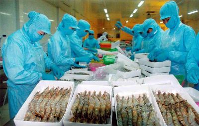 Vietnam Shrimp Exports in April 2025: “Sprint Before the Tax Storm,” Seeking Support from New Markets