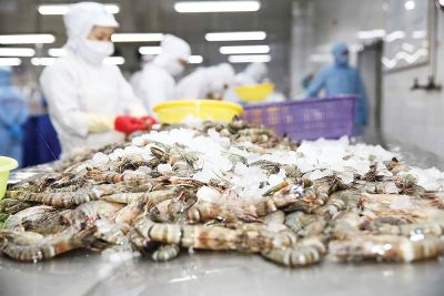 Vietnam's Shrimp Export Prices to the U.S. and China See Significant Growth
