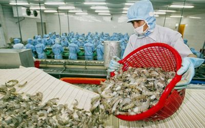 POTENTIALS FOR VIETNAM SHRIMP EXPORTS TO CANADIAN MARKET