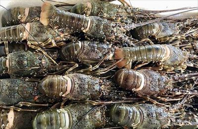 Why Did China Strongly Increase Imports of Vietnamese Lobster?