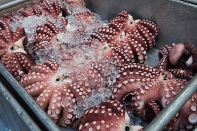 Squid and Octopus Exports Show Positive Growth in Early 2026, Despite Ongoing Challenges