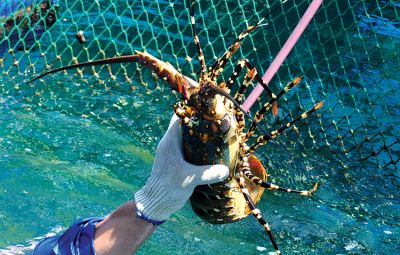Vietnam Aims for $200 Million in Lobster Exports by 2025