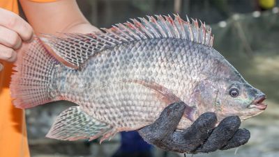 Vietnamese Tilapia in the Global Market: Opportunities, Challenges, and Strategic Solution