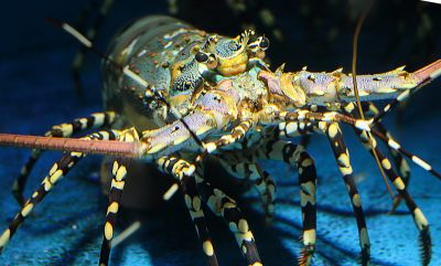 Vietnam&rsquo;s Lobster Industry Moves Toward Sustainable Growth