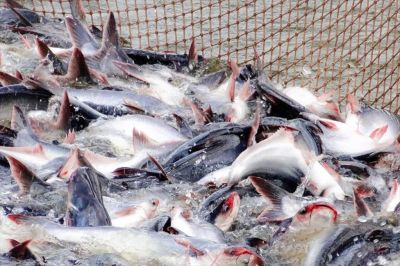 U.S. Tariff Pressure Creates New Challenges and Opportunities for Vietnamese Pangasius