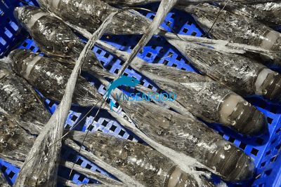 Premium Vietnamese Lobster Supplier for Global Markets